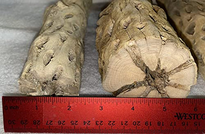 Awesome Aquatic XL Cholla Wood Tubes, Teddy Cane, 6" x up to 2" | XL Hideouts • Hollow tubes • Natural biofilm surface • Secure hideouts • Shrimp plecos hermit crabs reptiles • Natural décor - size: XL 6 in x up to 2 in