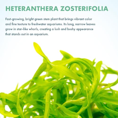 Live Plant - Heteranthera zosterifolia - Midground to Background Stem with Fast Growth, Snail-Free in Vitro Aquarium Plant - Tissue Culture - color: Heteranthera Zosterifolia