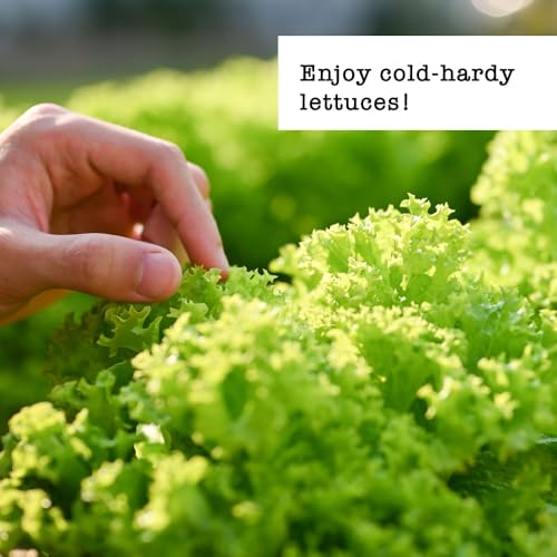 Jiffy Plant Germination Kit - Seedling Starter Trays with Seeds - 36 Cell 2 Pack - Plastic - style: 2 Greenhouse Kit and Cold Hardy Lettuce