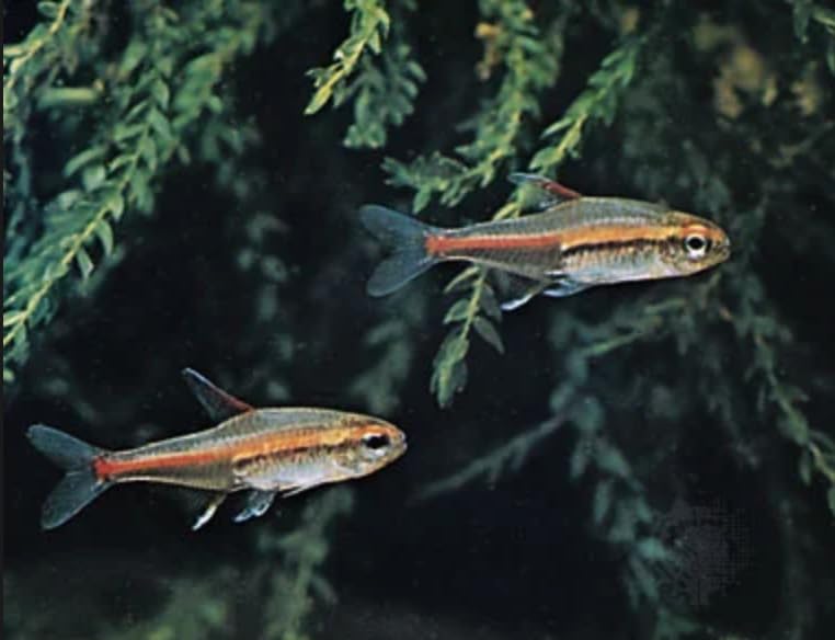 Swimming Creatures™ 6 Glowlight (Glo-Lite) Tetra (Hemigrammus erythrozonus) – Tropical Freshwater Aquarium Fish Live (Size Approx. 1.5-2cm) Glo-Lite