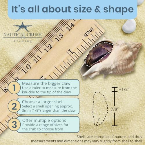 Hermit Crab Shells | Turbo Shells | 12 King Crown Turbo Shells 3/4"- 1 3/4" | Small Hermit Crab House for Décor | Plus Free Nautical eBook by Joseph Rains