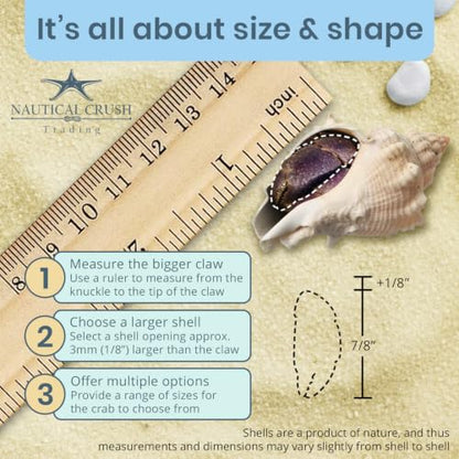 Hermit Crab Shells | Turbo Shells | 12 King Crown Turbo Shells 3/4"- 1 3/4" | Small Hermit Crab House for Décor | Plus Free Nautical eBook by Joseph Rains