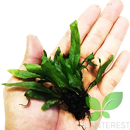 Microsorum Pteropus Narrow Potted Java Fern Live Aquarium Plant Decorations BUY2GET1FREE