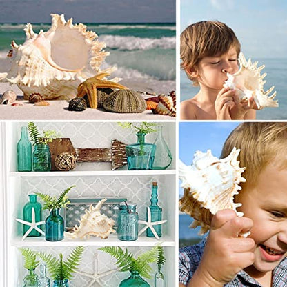 Giant Natural Conch Shell, Murex Ramosus Shell 1 Shell 7.5-9 inches | Large Sea Shell for Vase Filler, Air Plants, Home Decor, Wedding Decor Beach Theme Party, Aquarium Decoration Accessories