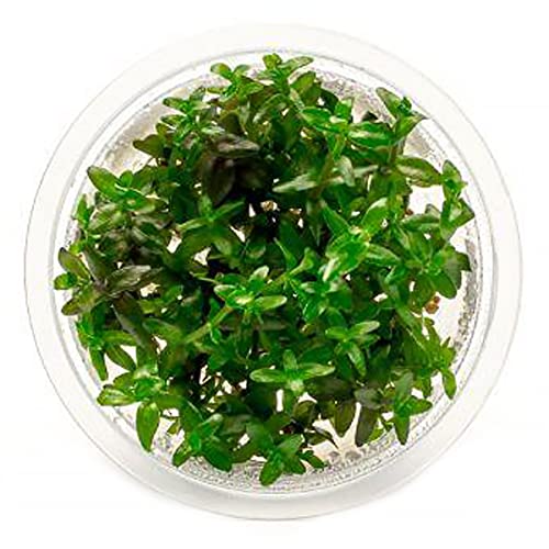 Live Plant - Bacopa Caroliniana Red Tissue Culture Aquatic Live Aquarium Plant - 100% Snail Free in Vitro Cup (Bacopa Caroliniana Red) - color: Bacopa Caroliniana Red