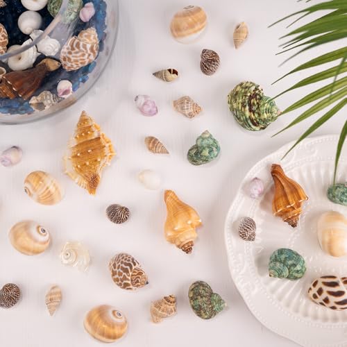 Hermit Crab Shells 40 PCS Natural Sea Conch for Replacement Shells and Small Fish Breeding Houses Conch Size 1-9 cm，Opening Size 0.5-3cm，for DIY Crafting Vase Fillers Party Home Seaside Decoration