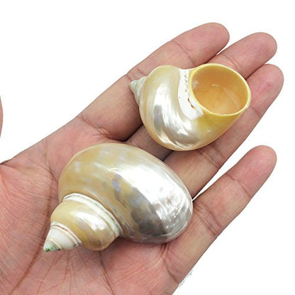 PEPPERLONELY 5PC Pearlized Gold Mouth Turbo, Hermit Crab Sea Shells, 1-1/2 Inch to 2 Inch - color: 9#. Pearlized Turbo, 1.5 ~ 2 "
