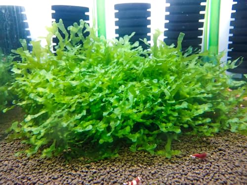 Enchanting Aquatic Moss Collection: Create a Lush Underwater Landscape with Easy-Care Varieties - Perfect for Aquarium Décor and Aquascaping (3 Subwassertang Moss - Golfball Size) - style: 3 Subwassertang Moss - Golfball Size