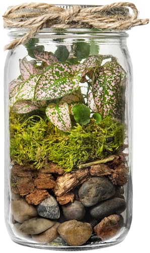 Portland Terrarium kit - DIY Mason Jar Terrarium Kit - color: Clear