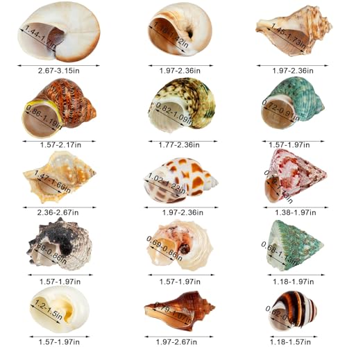 15PCS Hermit Crab Shells 1.6"-3.2", Growth Turbo Seashells | Natural Sea Conch Shell for Small to Medium and Large Crabs, Saltwater Hermit Crab Accessories and Sea Shells for Beach Decor