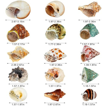 15PCS Hermit Crab Shells 1.6"-3.2", Growth Turbo Seashells | Natural Sea Conch Shell for Small to Medium and Large Crabs, Saltwater Hermit Crab Accessories and Sea Shells for Beach Decor