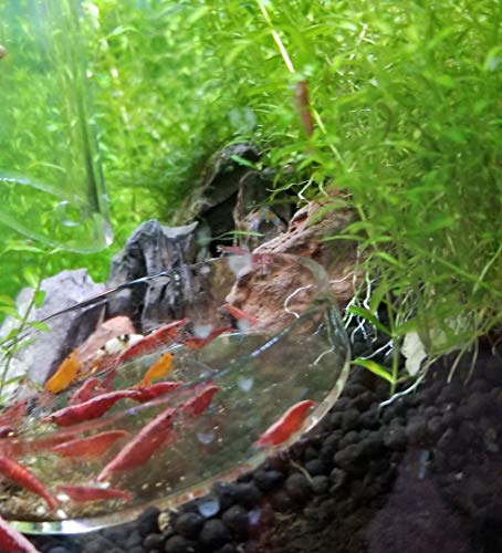 Aquarium Ohko Dragon Stone Rock Mixed Sizes - size: TINY PIECES 5 LB