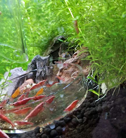 Aquarium Ohko Dragon Stone Rock Mixed Sizes - size: TINY PIECES 5 LB