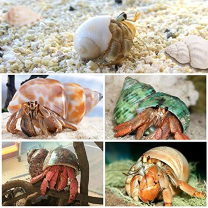 21PCS Hermit Crab Shells Large Medium Small | Sea Conch Size 1.2" - 3.9", Opening Size 0.5" - 2" | Growth Turbo Seashells for Natural Hermit Crab Supplies