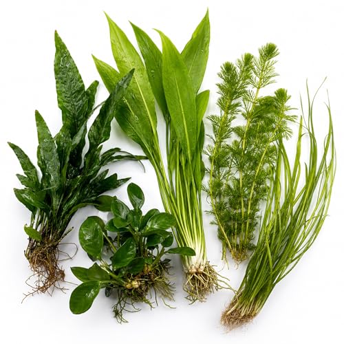 Assorted Mixed Plant Bundle | Live Aquarium Plant, Freshwater, Low | Medium | High Light