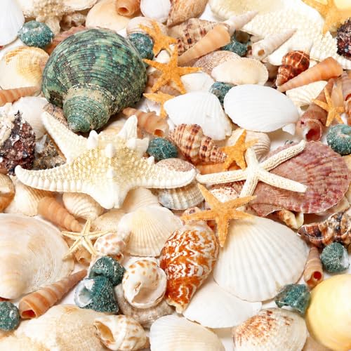 WEOXPR Mixed Seashells & Starfish Decor - 70 Pcs Assorted Sizes Natural Ocean Shells for Fish Tank, Vase Fillers, Beach Theme Party Wedding Decor, DIY Crafts, Candle Making, Home Decorations - color: 7.3 Oz(about 70pcs)
