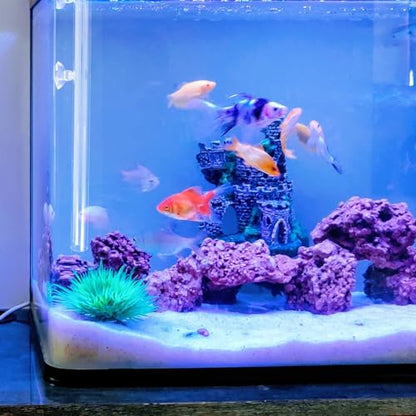 SHINEOFI Aquarium Fish Feeder Tube with Glass Feeding Dish 40cm Shrimp Feeder for Fish Tank Tools and Aquarium Shrimp Feeding