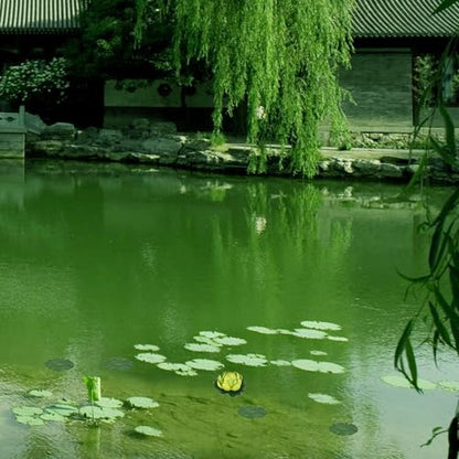 balacoo 10pcs Artificial Lotus Leaves Aquarium Floating Lotus Leaf Ornament Water Pool Decor Simulation Plants for Fish Tank and Pond Home Garden Display