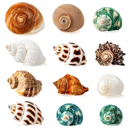 12PCS Hermit Crab Shells 1.6"-3.2", Growth Turbo Seashells | Natural Sea Conch Shell for Small to Medium to Large Crabs, Saltwater Hermit Crab Accessories and Sea Shells for Beach Decor