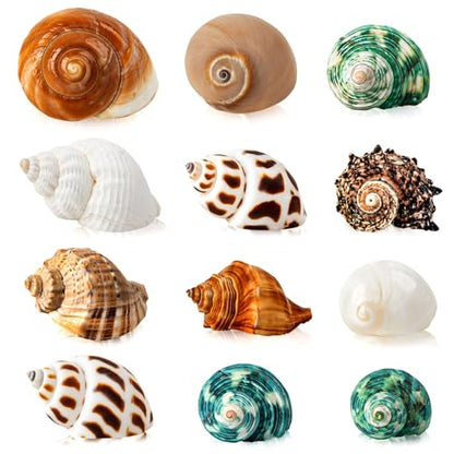 12PCS Hermit Crab Shells 1.6"-3.2", Growth Turbo Seashells | Natural Sea Conch Shell for Small to Medium to Large Crabs, Saltwater Hermit Crab Accessories and Sea Shells for Beach Decor