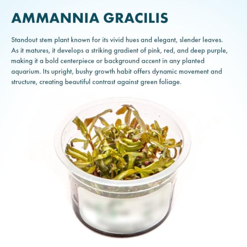 Live Plant - Ammannia Gracillis Tissue Culture Aquatic Live Aquarium Plant - 100% Snail Free in Vitro Cup (Ammannia Gracillis) - color: Ammannia Gracillis