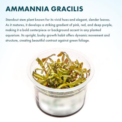 Live Plant - Ammannia Gracillis Tissue Culture Aquatic Live Aquarium Plant - 100% Snail Free in Vitro Cup (Ammannia Gracillis) - color: Ammannia Gracillis