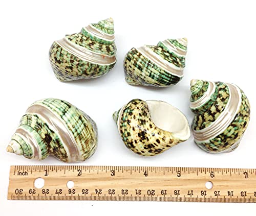 PEPPERLONELY 5PC Green Turbo with Two Pearl Bands, Hermit Crab Sea Shells, 2 Inch Up - color: 12#. Green Turbo Pear, 2 " Up