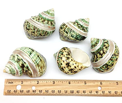 PEPPERLONELY 5PC Green Turbo with Two Pearl Bands, Hermit Crab Sea Shells, 2 Inch Up - color: 12#. Green Turbo Pear, 2 " Up