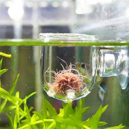 Aquarium Feeding Cup Fish Feeder Glass Acrylic Suction Cup Container for Freshwater Saltwater Tanks with Premium Suction Red Live Food Feeder (Glass Perforated (Suitable for nematodes)) - size: Glass perforated cup (suitable for nematodes)