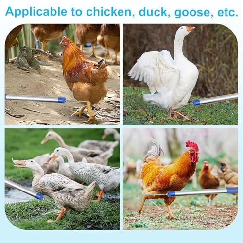 Chicken Catching Net ,Extendable from 33" to 75" Chicken Catcher Leg Hook | Animal Net, Made of Stainless Steel Tube, Suitable for Catching Duck, Goose, Skunk, Bat and, Bird Net & Fish Net