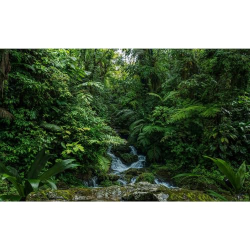 Tropical Rainforest Aquarium Background Tranquil Waterfall Majestic Dense Forest Fish Tank Background Scenic Jungle Mossy Rocks Terrarium Backgrounds Green Woodland Reptile Tank Backgrounds 24x12in - color: Green, size: 24(W)x12(H)in