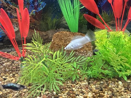EcoBio-Block Aquarium Water Clarifier (Small, 8–16 gal) | Volcanic Rock — Lasts Up to 2 Years — No Weekly Additives — Long-Term Water Balance — Safe for Fish, Shrimp, Frogs & Turtles - size: 1 Pack, style: Small