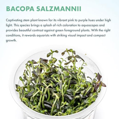 Live Plant - Purple Bacopa (Bacopa Salzmannii) - Midground Stem with Violet Tones, Snail-Free in Vitro Aquarium Plant - Tissue Culture - color: Bacopa Salzmannii
