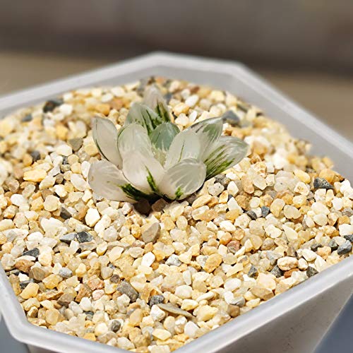 5 lb Coarse Sand Stone - Succulents and Cactus Bonsai DIY Projects Rocks, Decorative Gravel for Plants and Vases Fillers，Terrarium, Fairy Gardening, Natural Stone Top Dressing for Potted Plants. - size: 5 LB