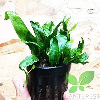 Microsorum Pteropus Narrow Potted Java Fern Live Aquarium Plant Decorations BUY2GET1FREE