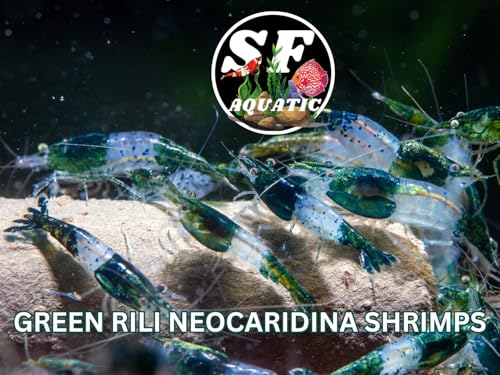 SF Aquatic™ 10 Green Rili High Grade Neocaridina Live Freshwater Aquarium Shrimps Fully Mature Breeding Age. Live Arrival Guarantee. - color: Green Rili, size: 10 Shrimps