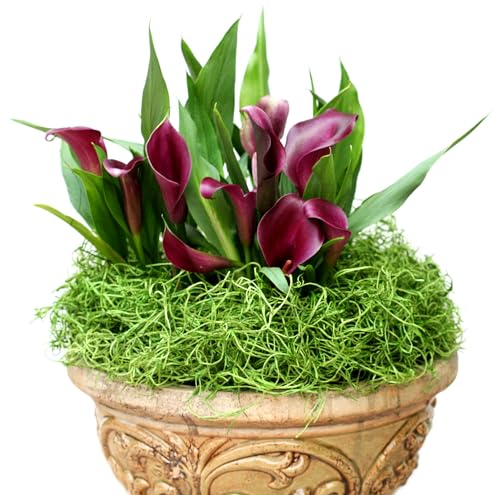 SuperMoss (26903) Preserved Spanish Moss – Decorative Moss for Crafts, Potted Plants, Fairy Gardens, Vase Filler, Floral Arrangements & Indoor/Outdoor Garden Projects, 120 cu in, Hunter