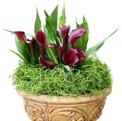 SuperMoss (26903) Preserved Spanish Moss – Decorative Moss for Crafts, Potted Plants, Fairy Gardens, Vase Filler, Floral Arrangements & Indoor/Outdoor Garden Projects, 120 cu in, Hunter