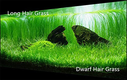 4 in 1 Aquarium Plant S.e.e.ds, no Artificial Plastic Plant, Live Grass for Fish Tank, fit All Substrate (0.36ozTiny+0.36oz Long+0.36oz Short+0.36oz Big Dual) ZQV-003