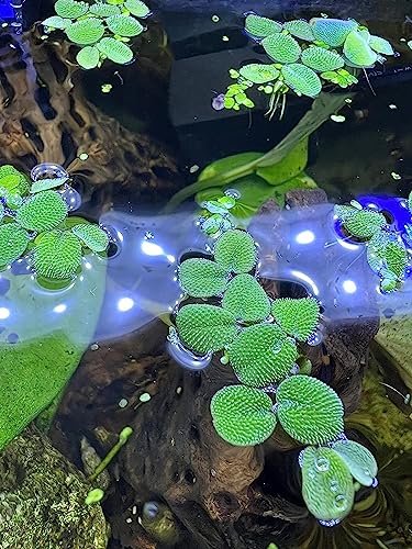24 Water Spangles (Salvinia Minima), Live Aquarium/Aquatic/Floating/Pond/Beginner Plant NO Snail by TMD Fishkeeping