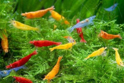 SF Aquatic™ 20 Mix Neocaridina High Grade Neocaridina Live Freshwater Aquarium Shrimps. Fully Mature Breeding Age. Live Arrival Guarantee. - color: Mix Color Neocaridina, size: 20 Shrimps