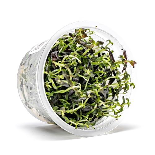 Live Plant - Purple Bacopa (Bacopa Salzmannii) - Midground Stem with Violet Tones, Snail-Free in Vitro Aquarium Plant - Tissue Culture - color: Bacopa Salzmannii