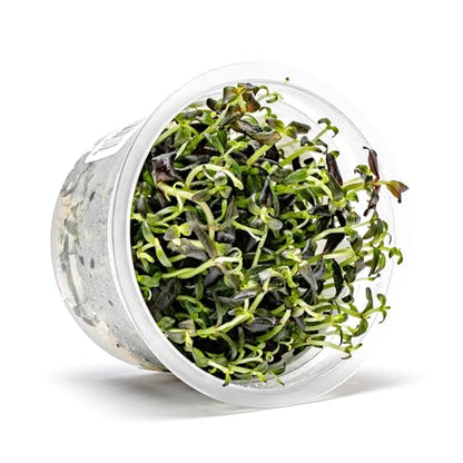 Live Plant - Purple Bacopa (Bacopa Salzmannii) - Midground Stem with Violet Tones, Snail-Free in Vitro Aquarium Plant - Tissue Culture - color: Bacopa Salzmannii