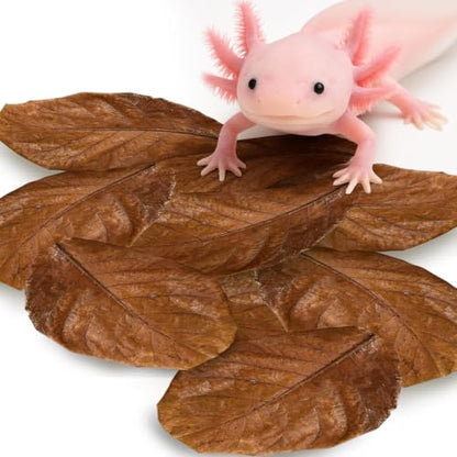 SunGrow 10 Pack Axolotl Indian Almond Leaves for Aquarium, 5-Inches, Catappa Leaf Soothes Pet’s Slime Skin, Aquarium Water Conditioner Leaves Improves Tank Water Quality, Speeds Up Recovery Process - style: Medium (5")