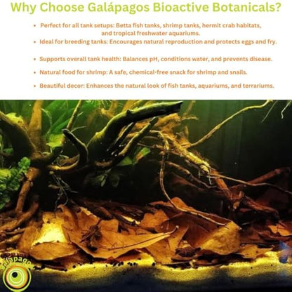 Galapagos (05357) Natural Bioactive Botanicals – 9 Casuarina Cones, 5 Catappa Leaves, and 2 Almond Bark - Functional Aquarium Decor for Betta Fish, Hermit Crab, Shrimp Tanks & Blackwater Aquariums
