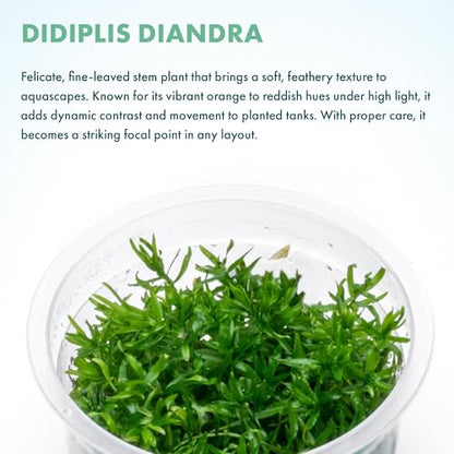 Live Plant - Peplis Diandra (Didiplis Diandra) - Foreground Stem with Bright Green and Orange Hues, Snail-Free in Vitro Aquarium Plant - Tissue Culture - color: Didiplis Diandra