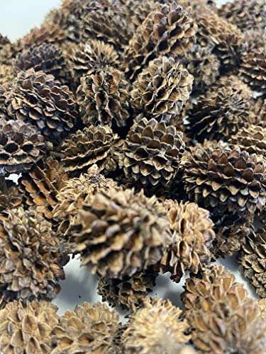 Awesome Aquatic 25 Casuarina Cones, Blackwater, Betta Shrimp Habitat | Larger than Alder Botanicals Natural tannins Blackwater habitat Leaf litter Longer lasting biofilm Natural décor Easy to use - size: 25 Pack Casuarina