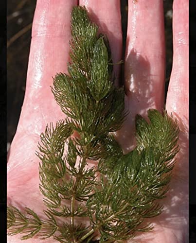 Marcus Fish Tanks Hornwort Ceratophyllum Live Aquarium Plant Planted Tank Beginner - Buy 2 G 1 F