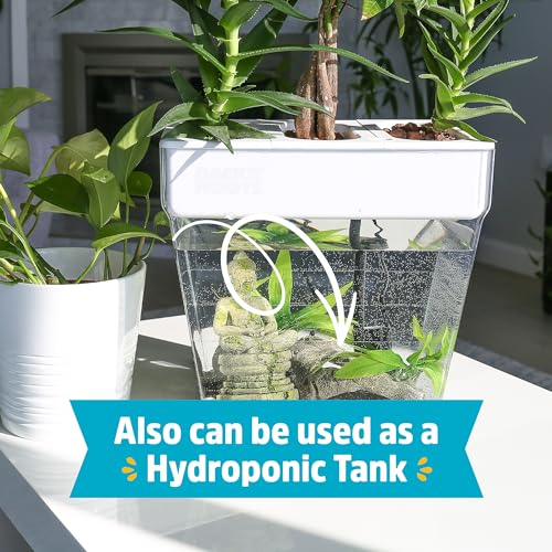 Back to the Roots Indoor Aquaponic Garden - 3 Gallon Self Watering, Mess-Free Planter and Self-Cleaning Fishtank for Herbs, Microgreens, Bamboo, Succulents, and Houseplants, support Fish - size: Deluxe, style: Aquaponic Fish Tank