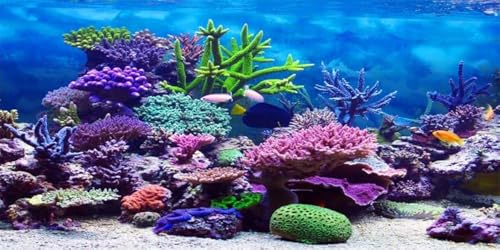 YongFoto Ocean Theme Fish Tank Background 24x12 inch | Coral Seaweed Reef Rock Tropical Fish Underwater Sea World Polyester Backdrop Reptile Habitat Terrarium Aquarium Background - color: Underwater 2, size: 24x12inches